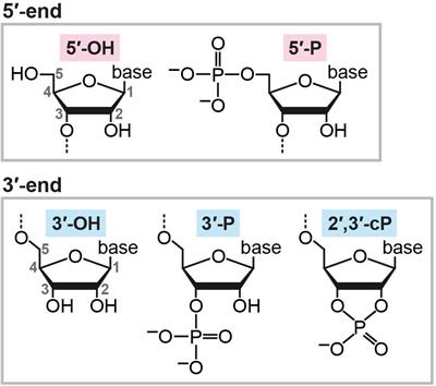 Generation of 2′,3′-Cyclic Phosphate-Containing RNAs as a Hidden Layer of the Transcriptome